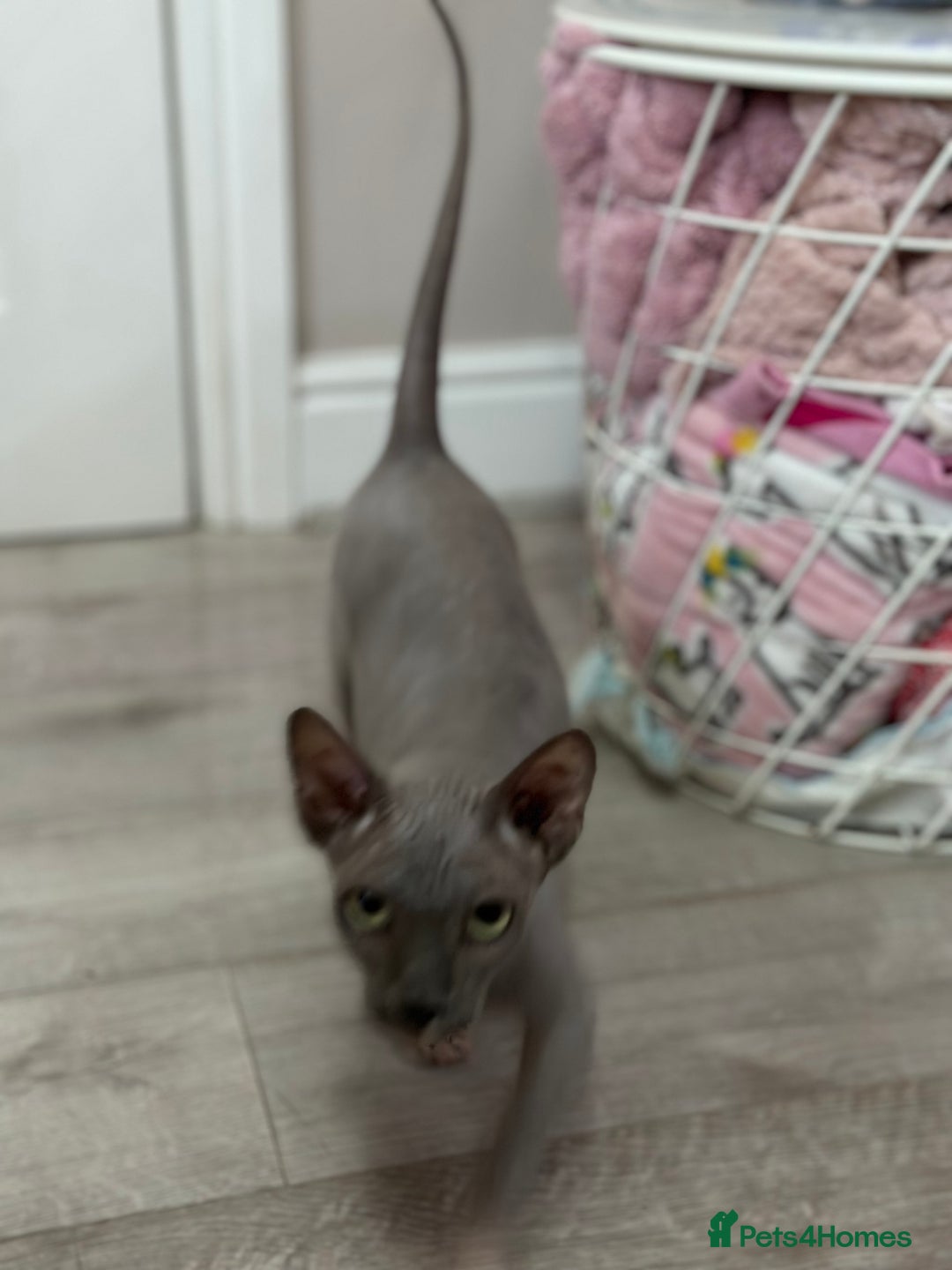 Sphynx cats for sale: Bambino blue girl  - Image 15