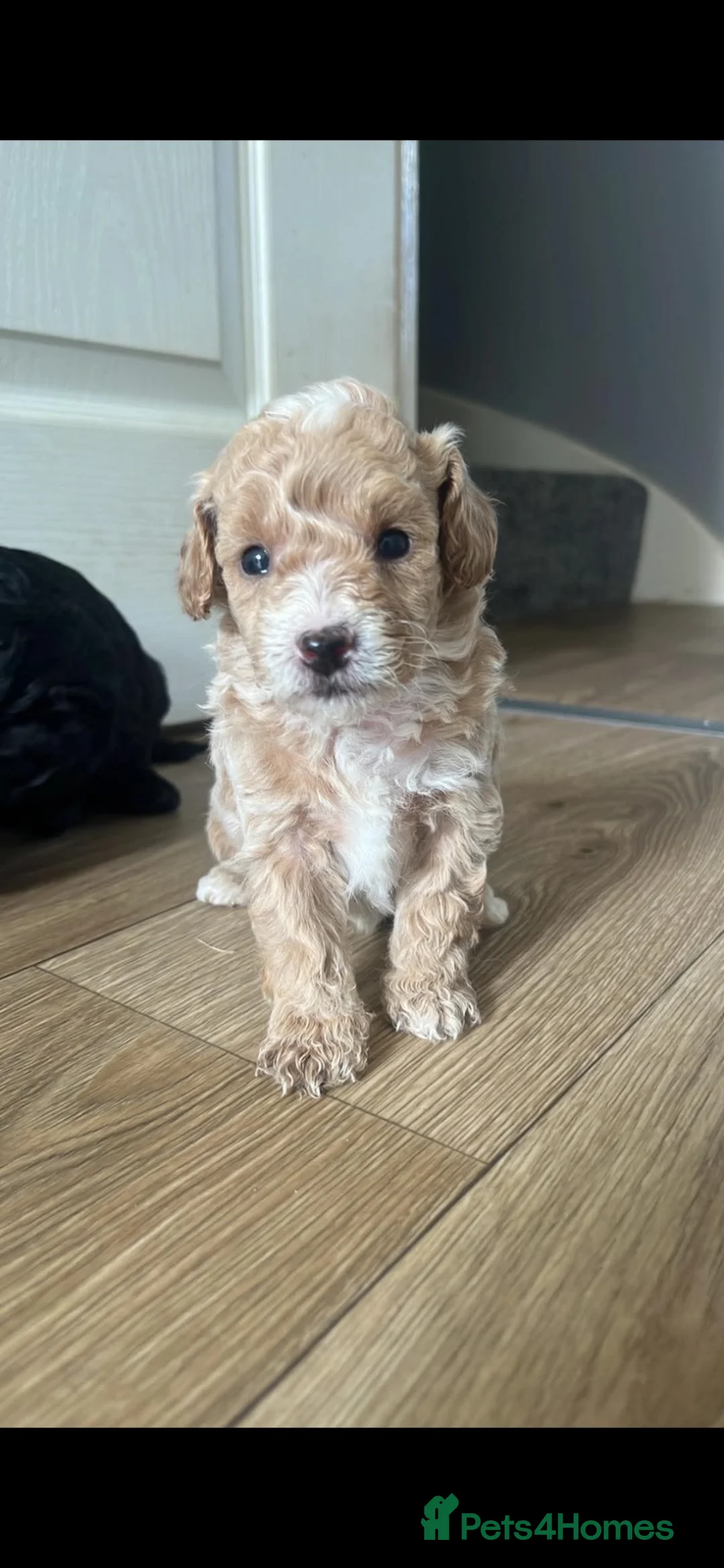 Mixed Breed dogs for sale: Cockerpoochion in Torrington - Advert 8