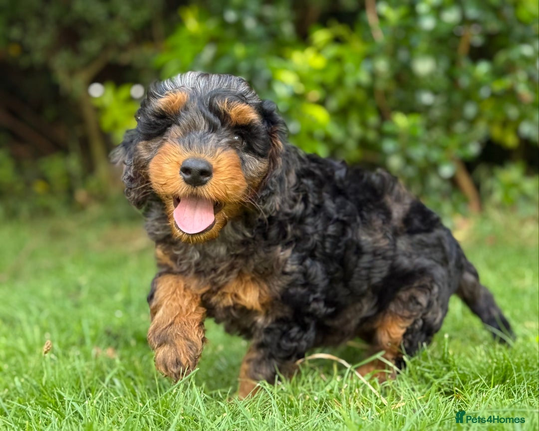 Mixed Breed dogs for sale:  Unique Merle Double Doodle Ready from 9th August - Image 1