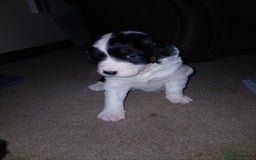 Mixed Breed dogs for sale: Springer spaniel x bearded collie female pups x2 - Image 2