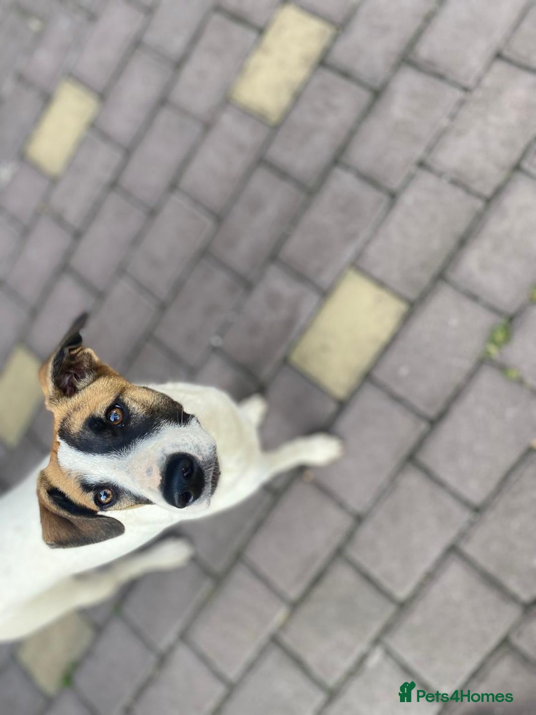 Mixed Breed dogs for adoption: 💖🐶 ZAYKA 🐶💖 - Advert 33