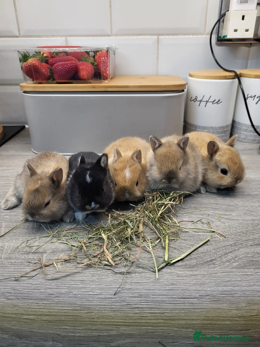 Netherland Dwarf rabbits for sale: Hi all my bunny they are reserved now  - Advert 6