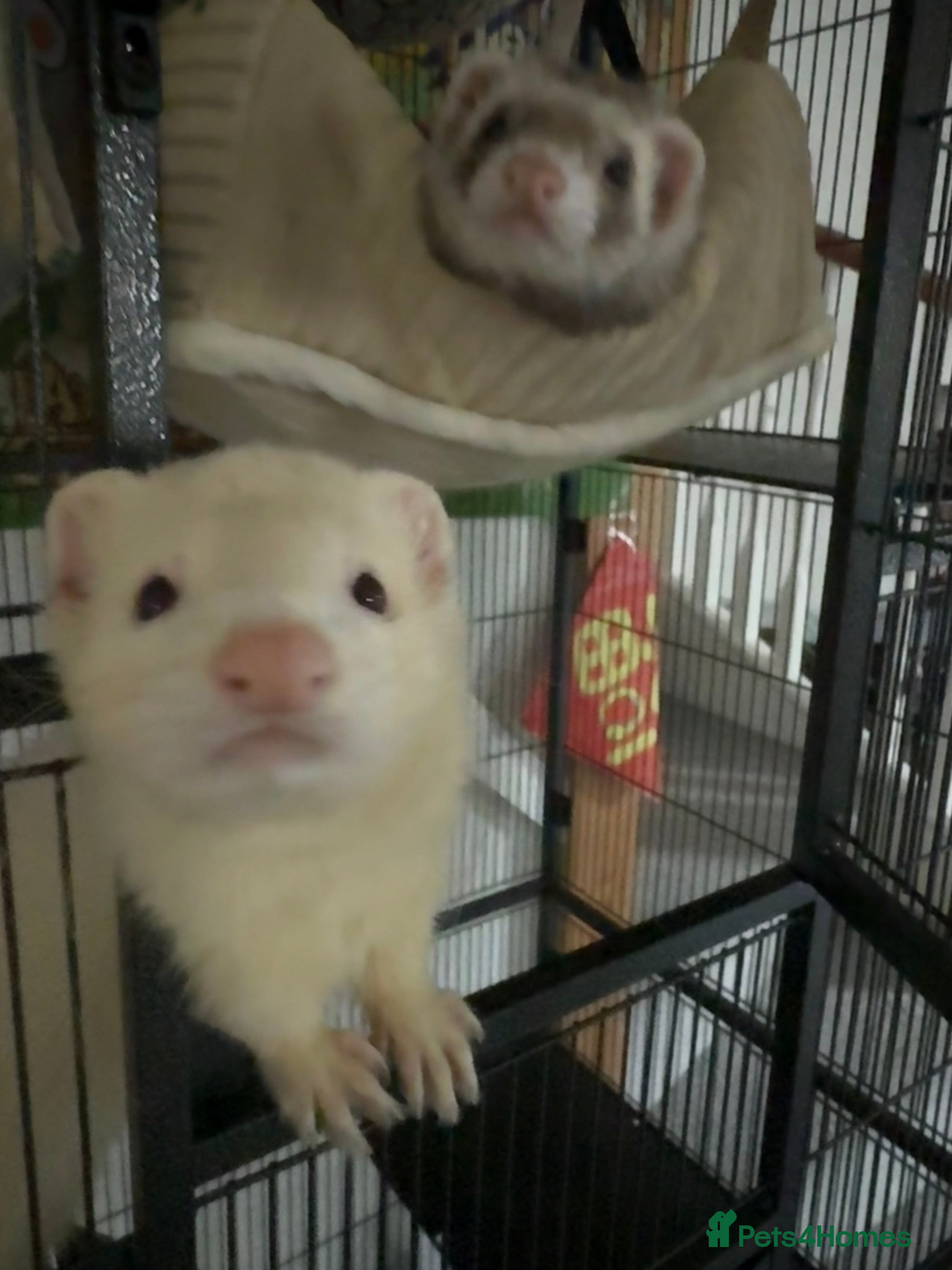 Ferret rodents Male ferret rehoming - Advert 1