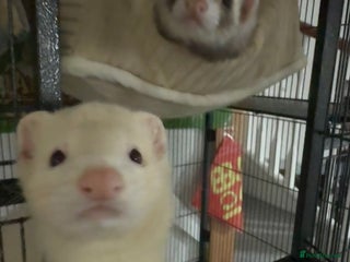 Ferret rodents Male ferret rehoming - Advert 1