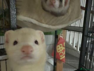 Ferret rodents Male ferret rehoming - Advert 8