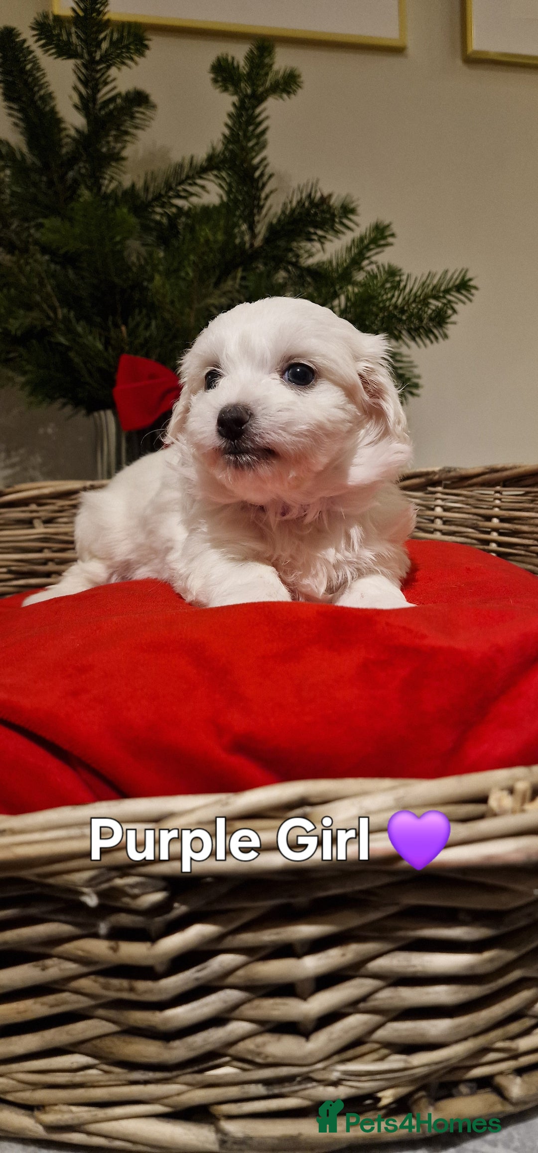 Maltese dogs for sale: 🐶🤍 Beautiful Maltese Girl Puppies 🤍🐶 - Advert 13