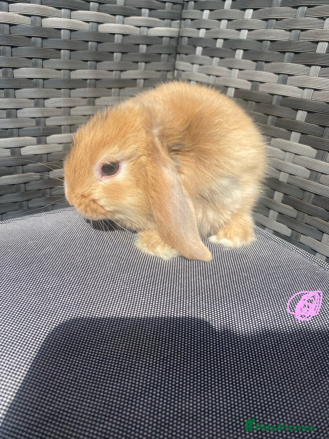 Mini Lop rabbits for sale: Mini lop litter ready now  - Image 9