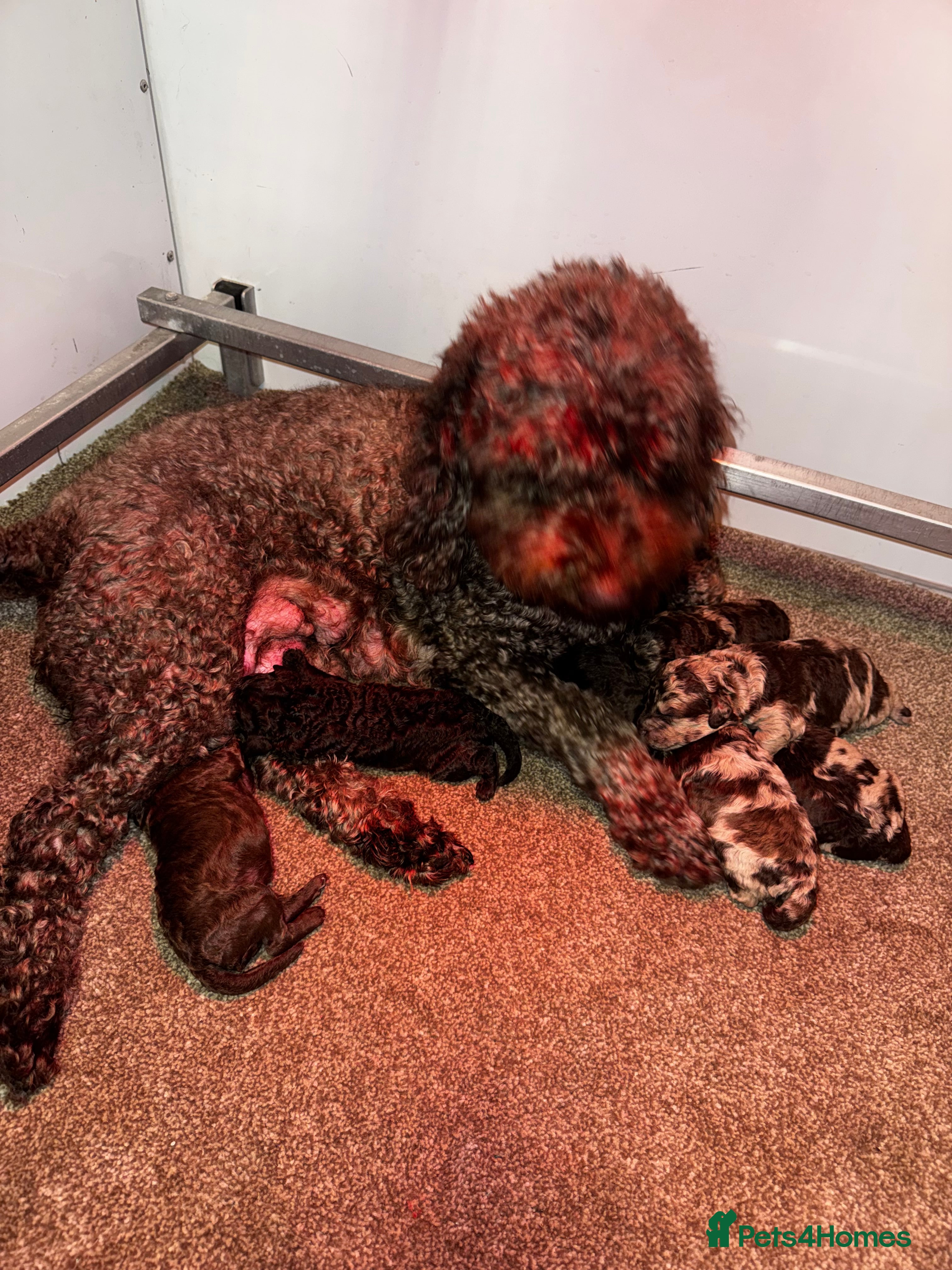 Cockapoo dogs Stunning F1bb toy cockerpoo puppies - Advert 1