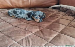 Miniature Dachshund dogs for sale: SWEET STUNNING MINIATURE DACHSHUND PUPPIES - Image 7