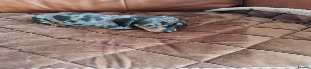 Miniature Dachshund Puppy 1
