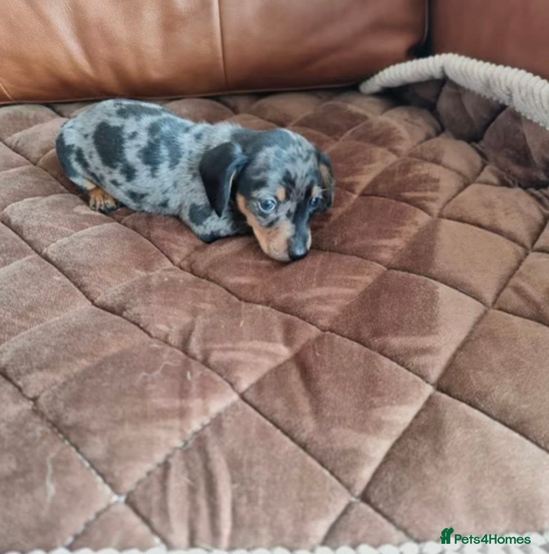 Miniature Dachshund dogs for sale: SWEET STUNNING MINIATURE DACHSHUND PUPPIES - Image 7