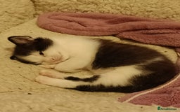Mixed Breed cats for sale: Gorgeous male kitten, full of personality! - Image 2