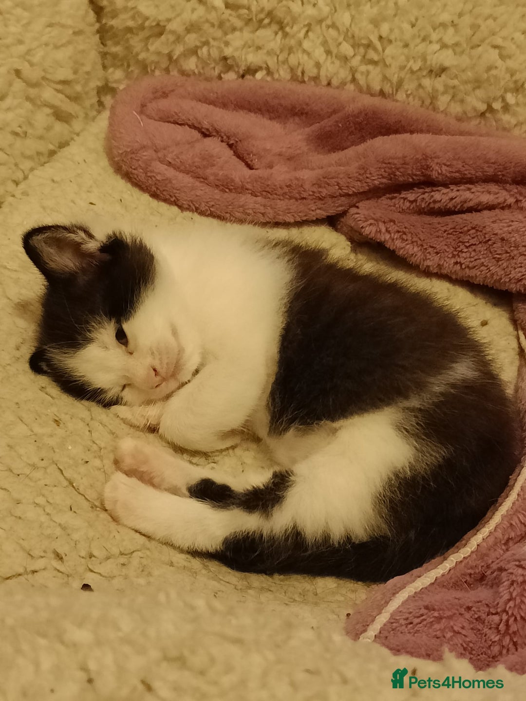 Mixed Breed cats for sale: Gorgeous male kitten, full of personality! - Image 2