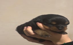 Rottweiler dogs for sale: Rottweiler puppies - Image 6