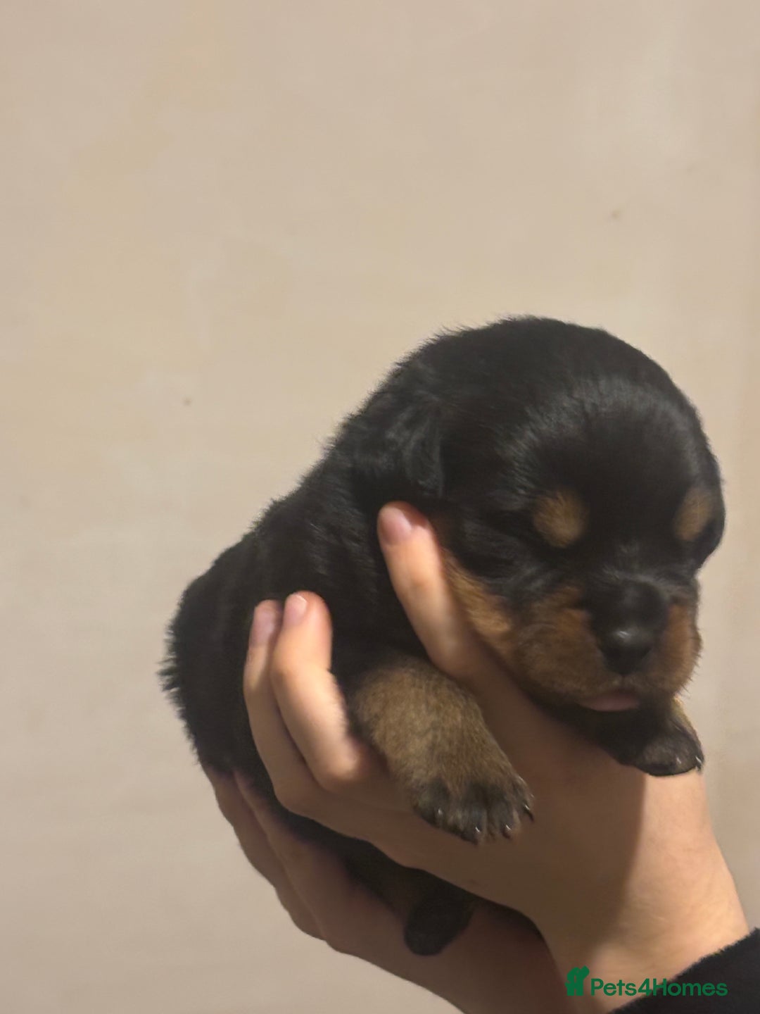 Rottweiler dogs for sale: Rottweiler puppies - Image 6