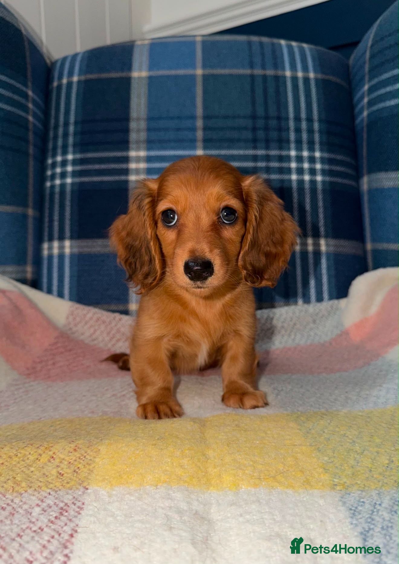 Miniature Dachshund dogs Stunning Long Haired Mini Dachshunds - READY NOW  - Advert 2
