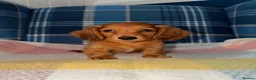 Miniature Dachshund dogs for sale: 🩷Stunning Long Haired Mini Dachshunds💙 - Advert 2