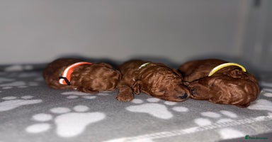 Cockapoo dogs - Advert 4