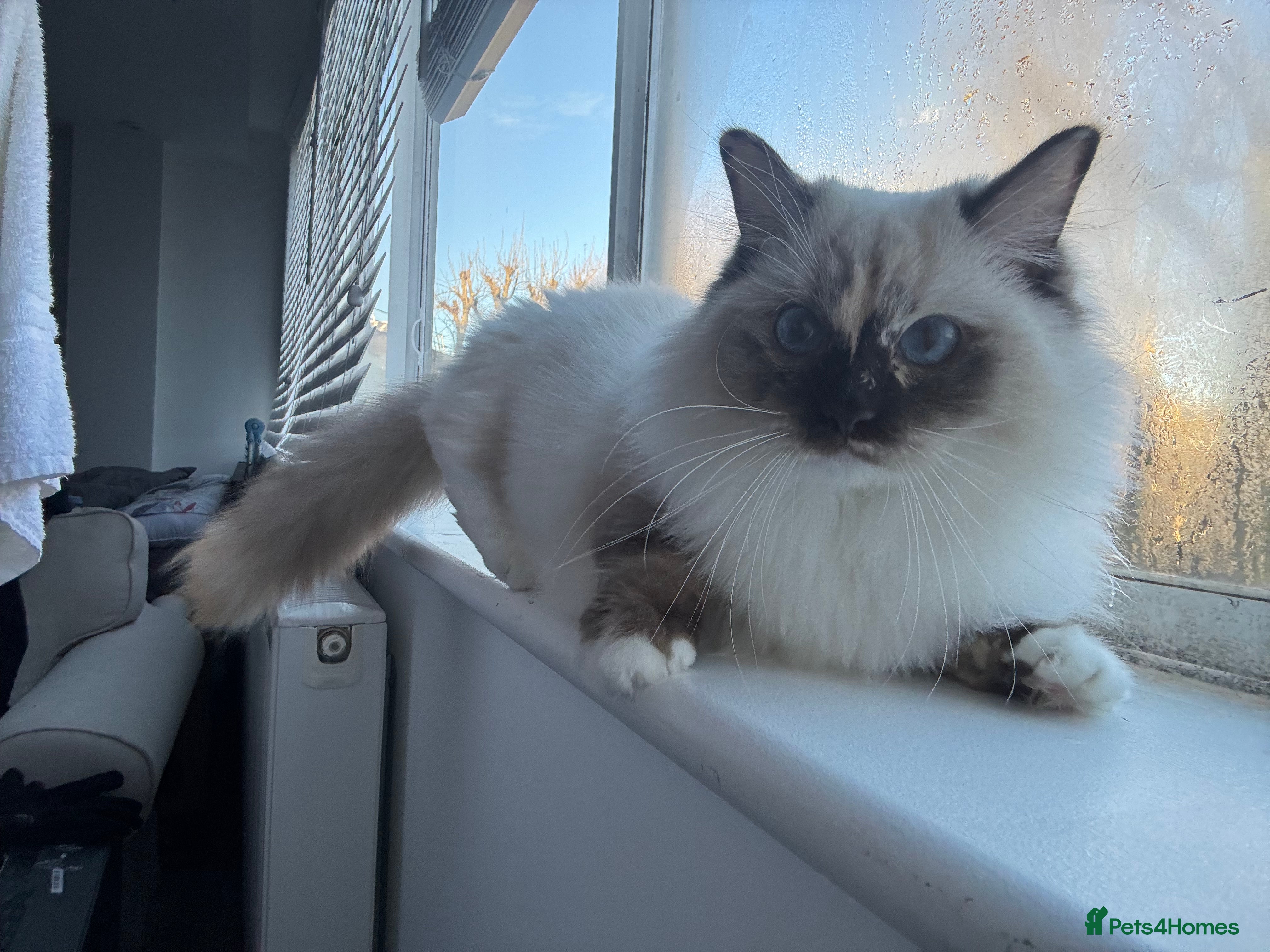 Ragdoll cats Gorgeous well beh - Advert 7