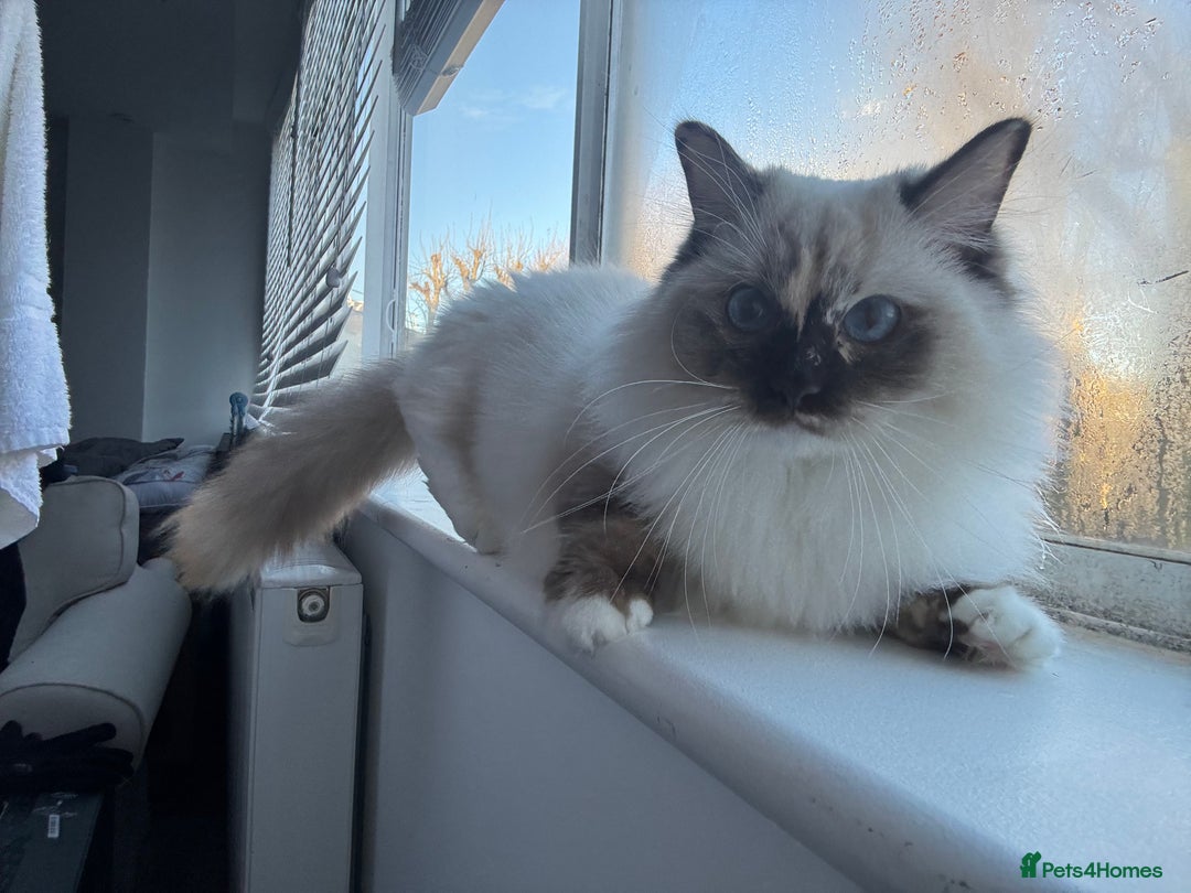 Ragdoll cats for sale: Gorgeous well beh - Advert 1