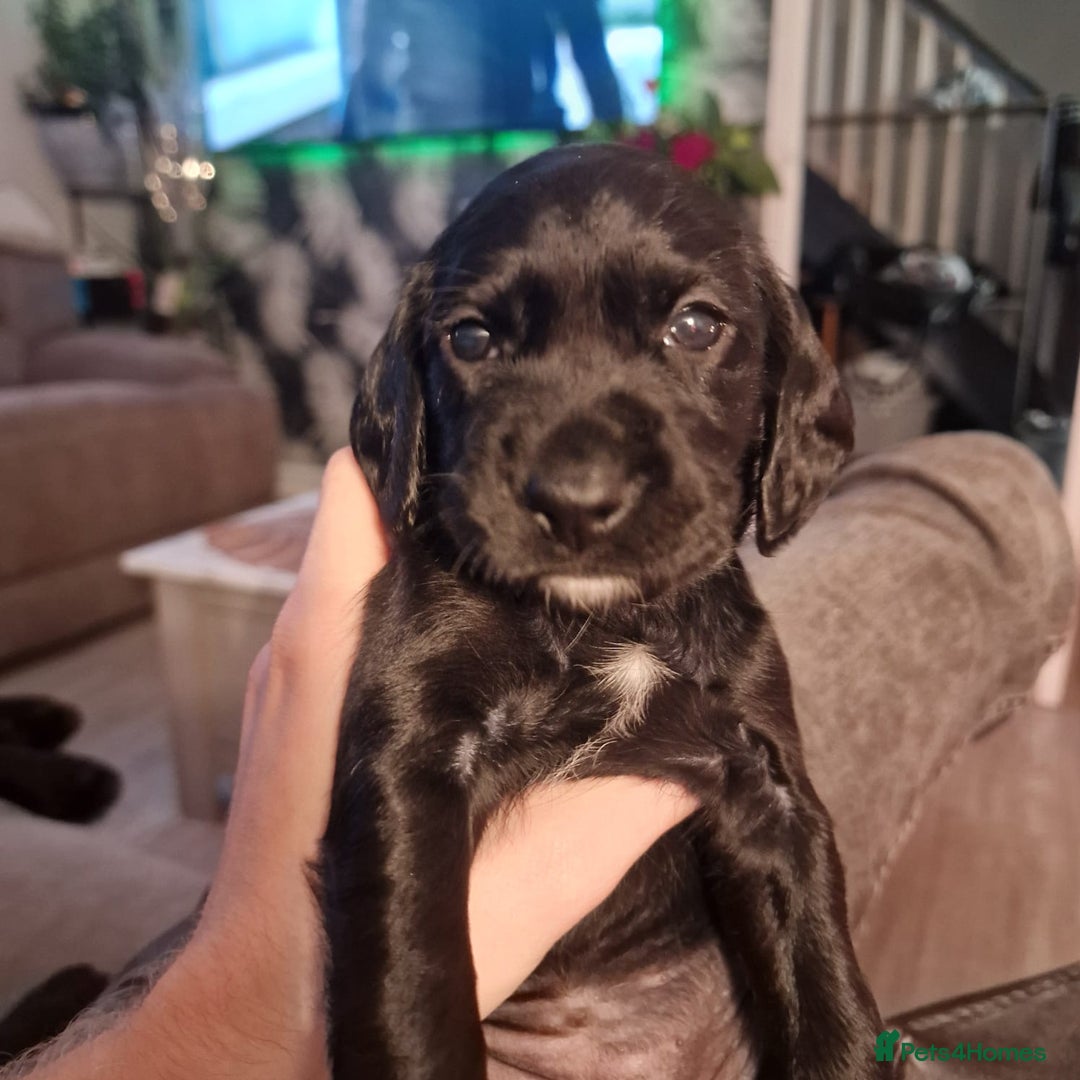 Cockerdor dogs for sale: Cockerdor puppies - Advert 7