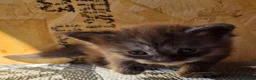 Maine Coon cats for sale: 1 Boy 1 Girl TAKE HOME TODAY - Advert 3