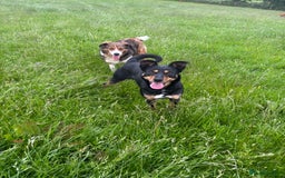 Border Collie dogs for sale: Lovely kelpie for sale❤️ - Image 4