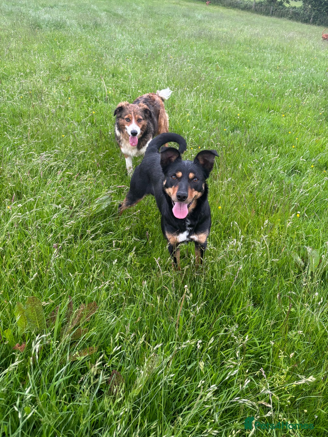 Border Collie dogs for sale: Lovely kelpie for sale❤️ - Image 4