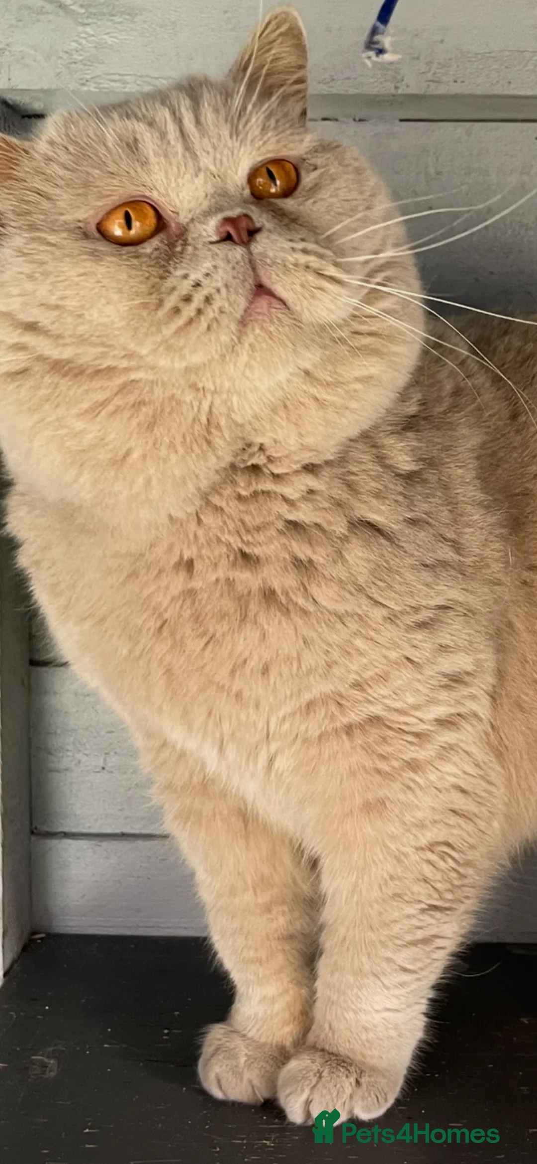 British Shorthair cats for sale: Fawn male British shorthair  - Advert 1