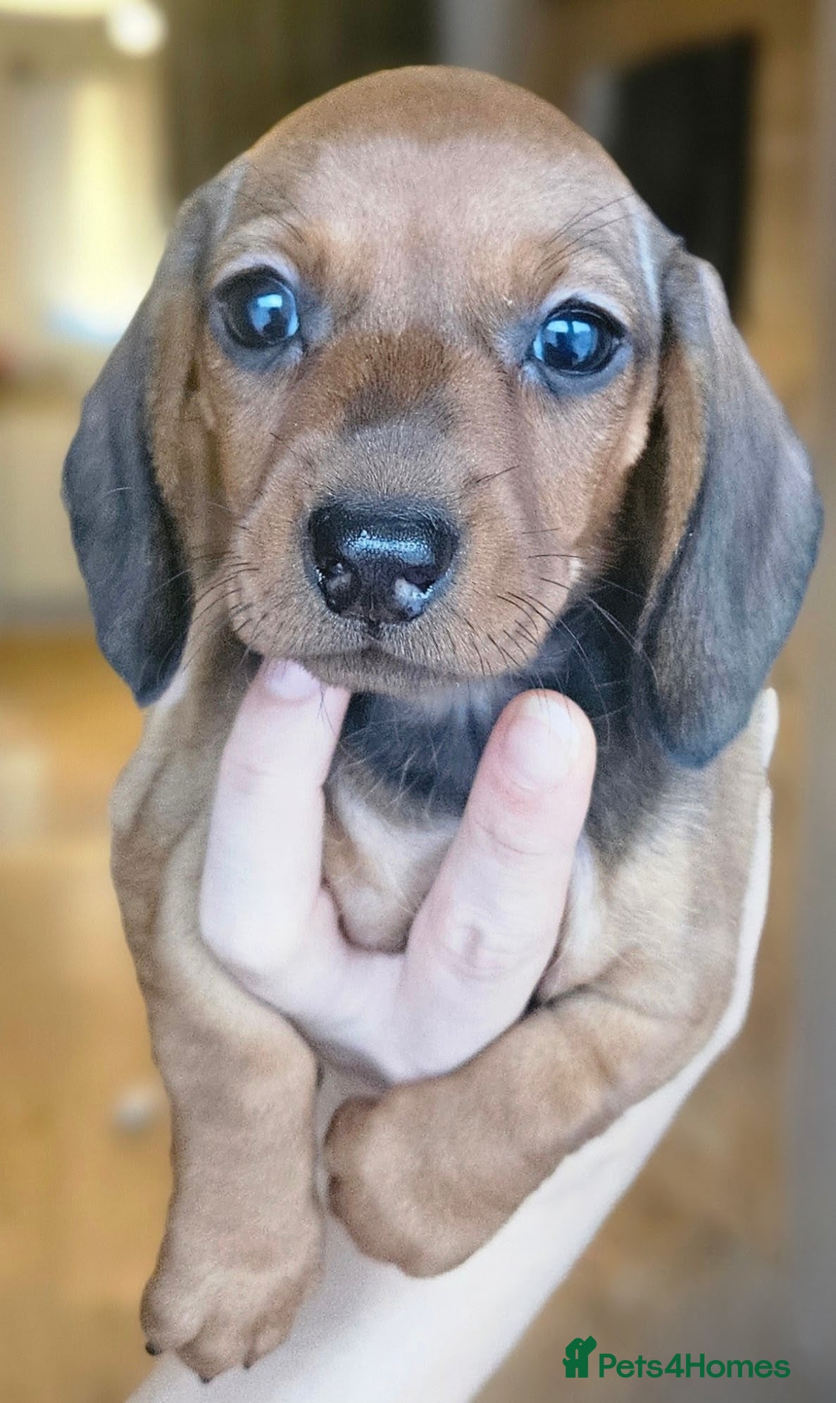 Miniature Dachshund dogs KC registered  PRA clear girls READY TO LEAVE  - Advert 14