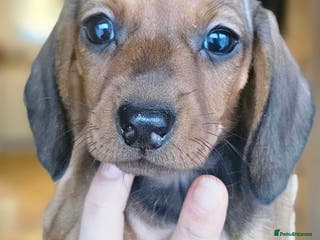 Miniature Dachshund dogs KC registered PRA clear girls READY TO LEAVE - Advert 14