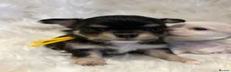 Chihuahua dogs for sale: 🐾 TINY KC registered Chihuahua puppies 🐾 - Advert 20