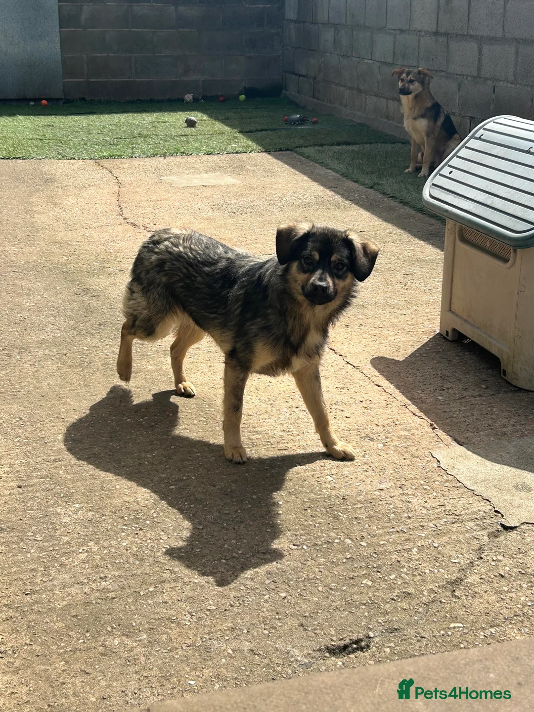 Mixed Breed dogs for adoption: Meet Isacc, currently residing in Cheshire  in Nantwich - Advert 4