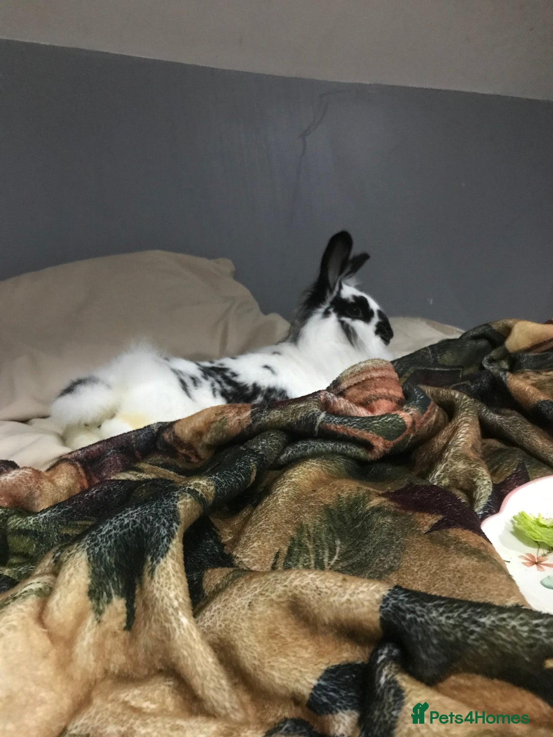 Rex rabbits for sale: Rex Lionhead mix - Image 4