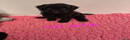 Cavapoo dogs for sale: Complete Dna HEALTH Tested parents cavapoo puppies - Advert 10