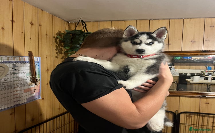 Siberian Husky dogs - Advert 8