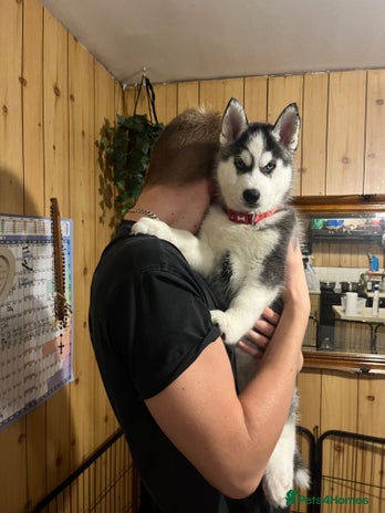 Siberian Husky dogs - Advert 8