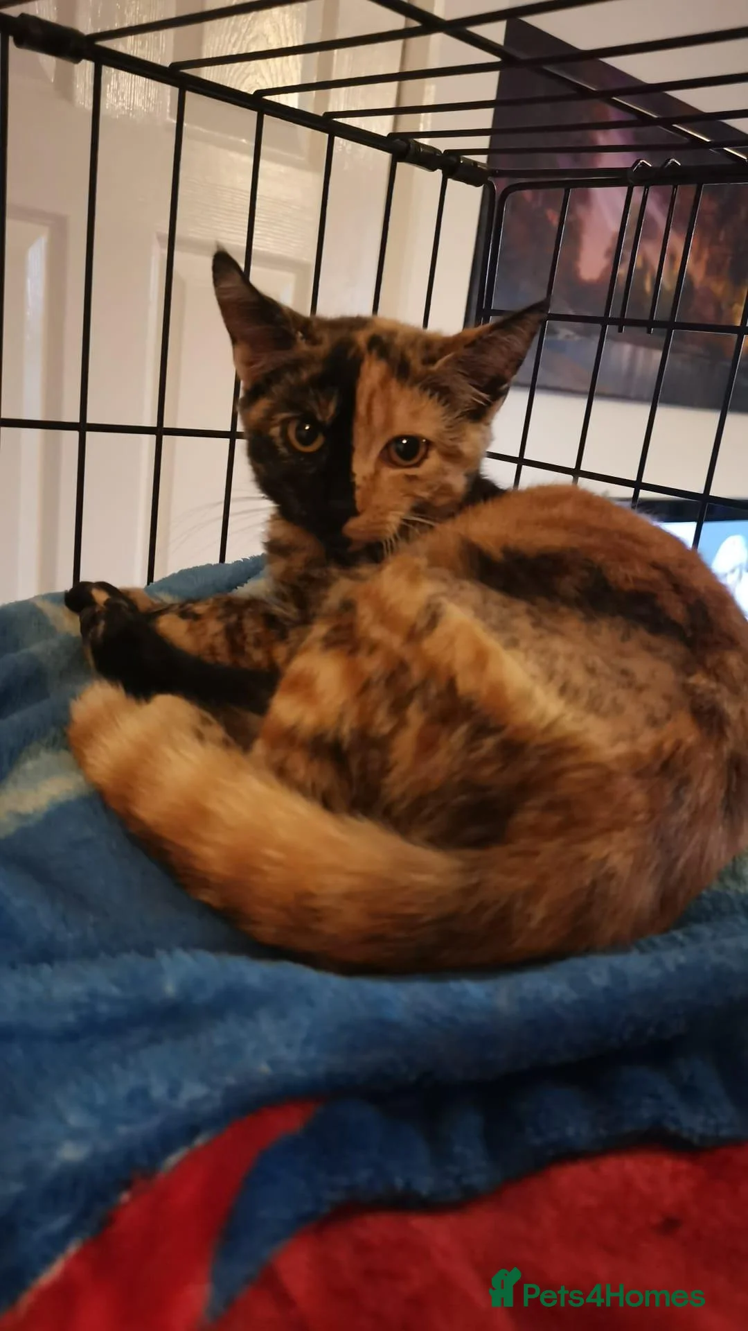 Domestic Shorthair cats for sale: Forever home needed for beautiful Harli - Advert 2