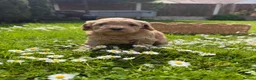 Cockapoo dogs for sale: Wonderful healthy puppies can go to new homes  - Advert 35