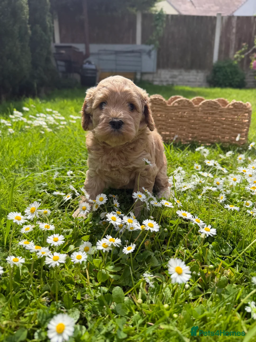 Cockapoo dogs for sale: Wonderful healthy puppies can go to new homes  - Advert 35