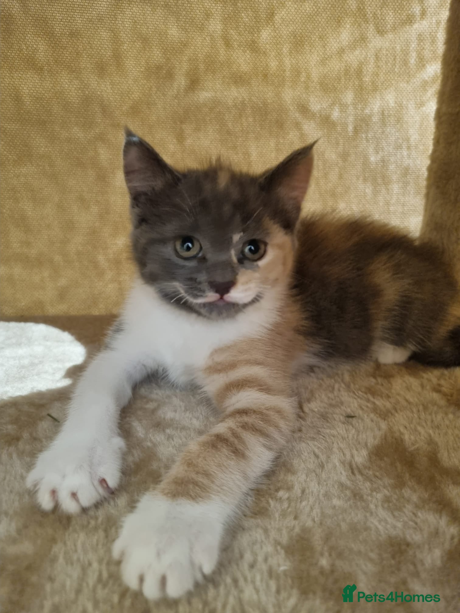 British Shorthair cats Lovely half British short hair - Advert 1