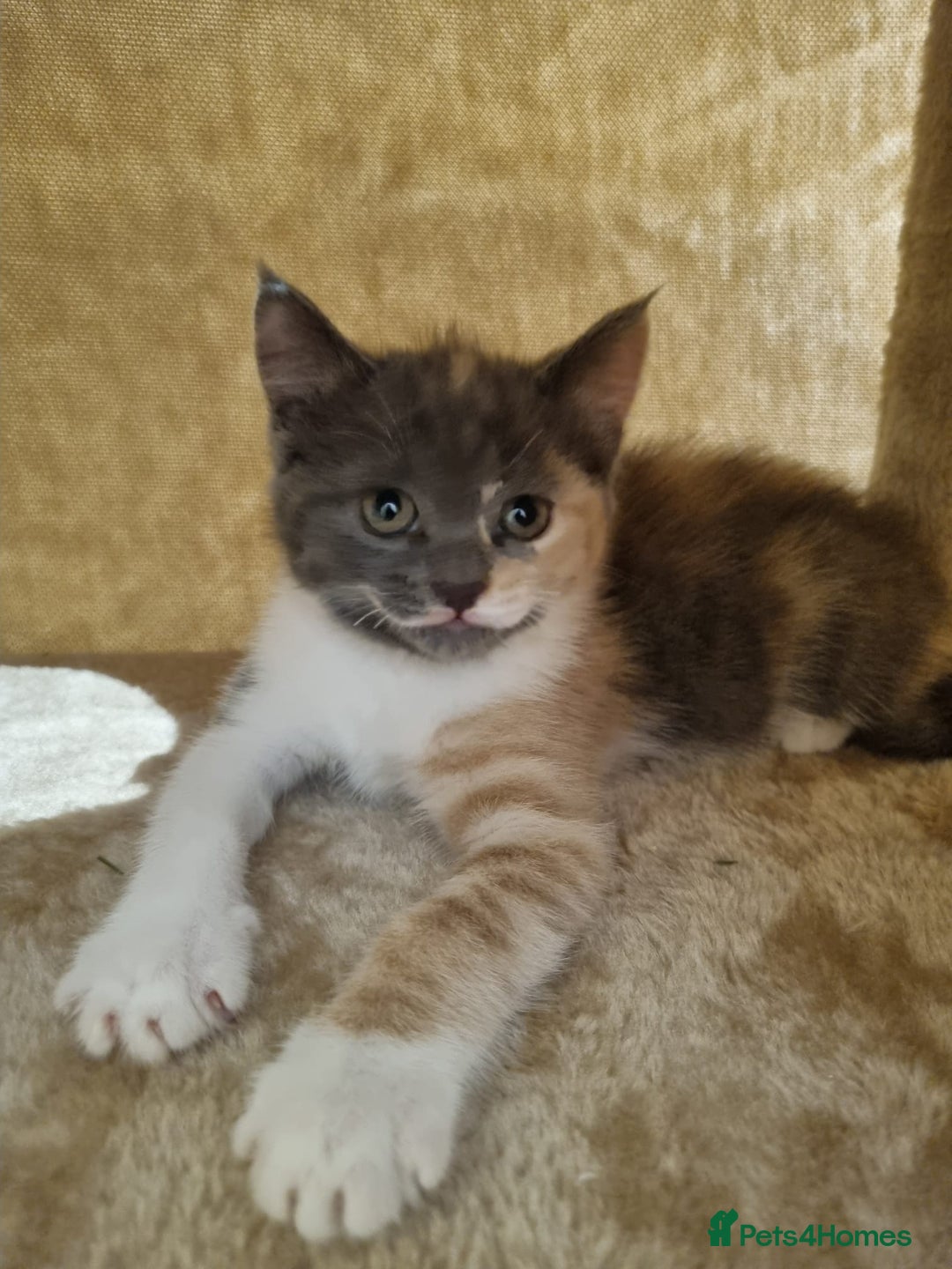 British Shorthair cats for sale: Lovely half British short hair - Advert 1