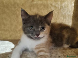 British Shorthair cats Lovely half British short hair - Advert 1