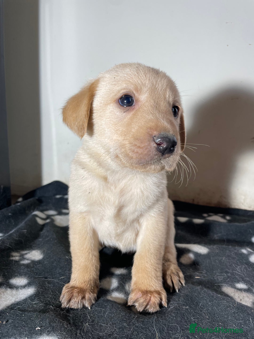 Labrador Retriever dogs for sale: Stunning chunky Labrador pups  - Advert 6