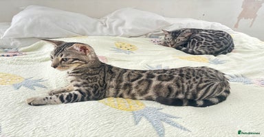 Bengal cats - Advert 15
