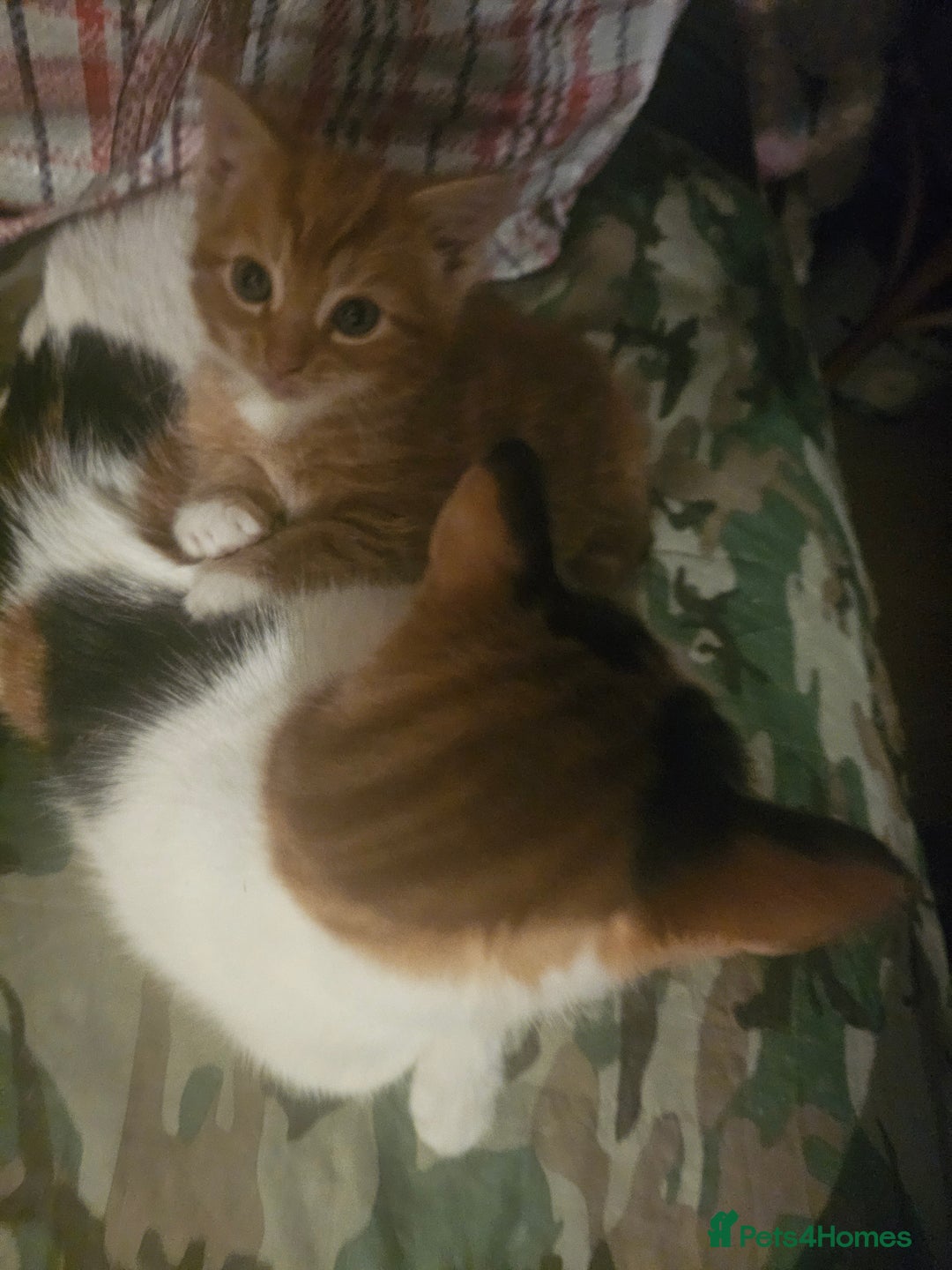 Munchkin cats for sale: Cute little munchin kitten rady to go - Advert 5