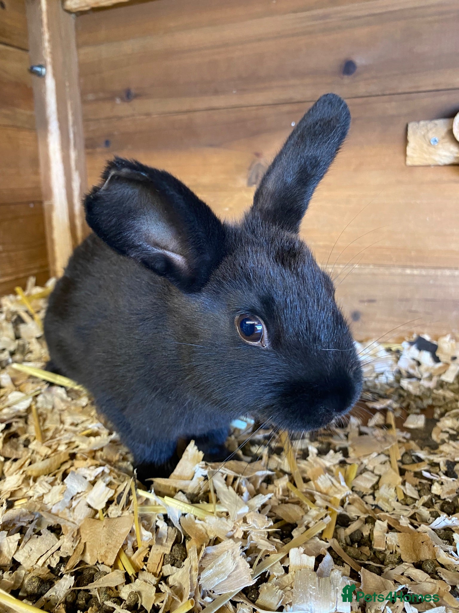 Mixed Breed rabbits Beautiful baby bunnies  - Advert 1