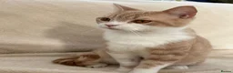 British Shorthair cats for sale: Beautiful British Shorthair Kittens Available  - Advert 13