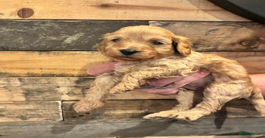 Cavapoo dogs - Advert 12