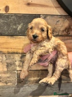 Cavapoo dogs - Advert 15